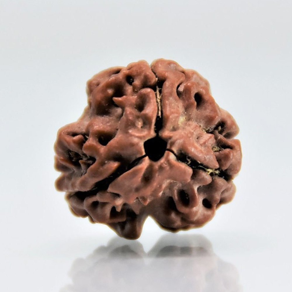 3 Mukhi Rudraksha