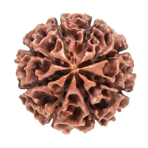 8 Mukhi Rudraksha