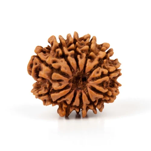 12 Mukhi Rudraksha
