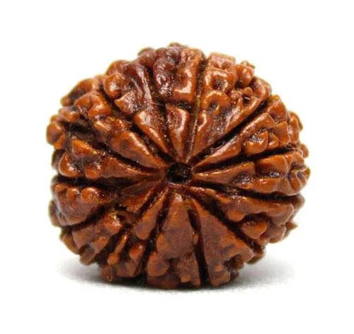 13 Mukhi Rudraksha