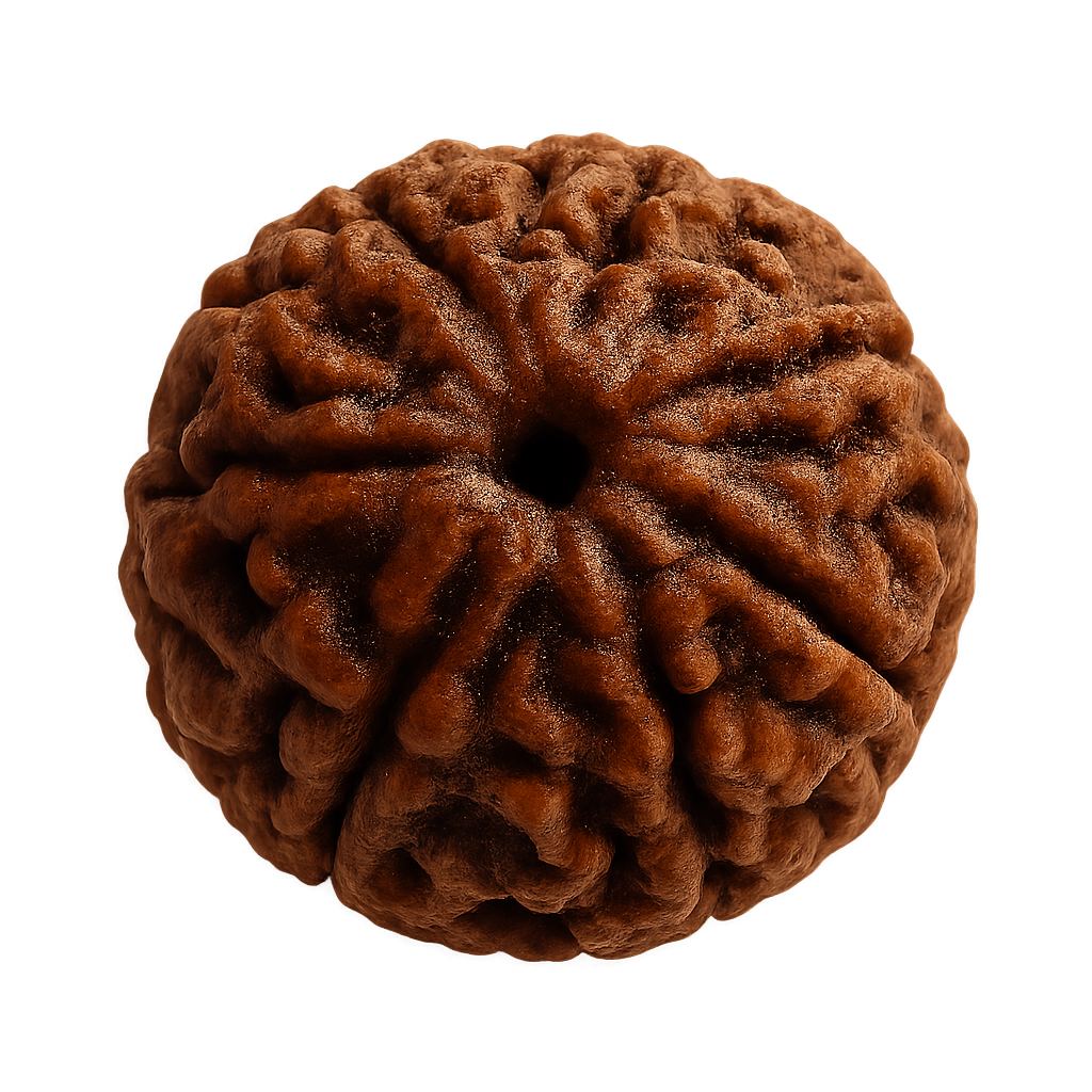 2 Mukhi Rudraksha - Image 1