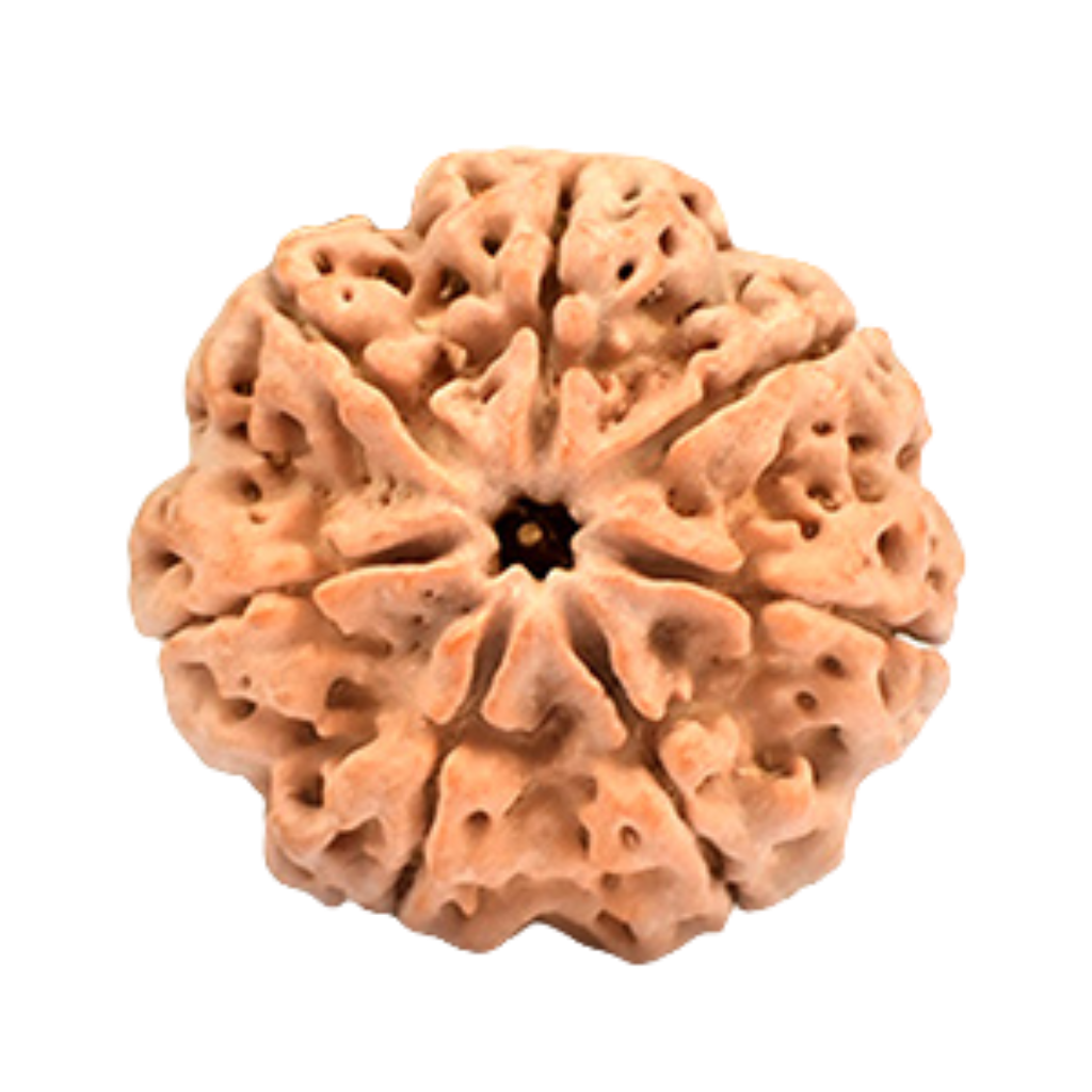 7 Mukhi Rudraksha