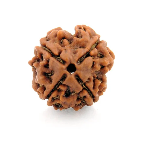 4 Mukhi Rudraksha