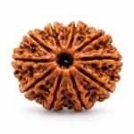 10 Mukhi Rudraksha