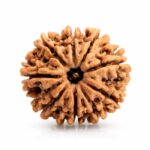11 Mukhi Rudraksha