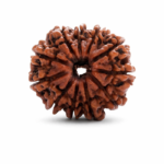 11 Mukhi Rudraksha (Gyarah Mukhi Rudraksha) – Original & Certified Natural Bead