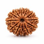 12 Mukhi Rudraksha