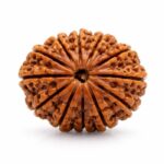13 Mukhi Rudraksha