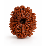 13 Mukhi Rudraksha (Terah Mukhi Rudraksha) – Original & Certified Natural Bead
