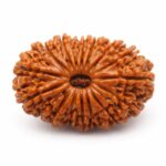 14 Mukhi Rudraksha