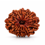14 Mukhi Rudraksha (Chaudah Mukhi Rudraksha) – Original & Certified Natural Bead