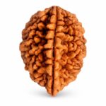 2 Mukhi Rudraksha