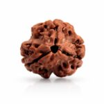 3 Mukhi Rudraksha