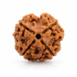 4 Mukhi Rudraksha