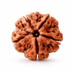 5 Mukhi Rudraksha