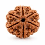 6 Mukhi Rudraksha