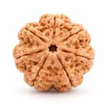 7 Mukhi Rudraksha