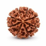 8 Mukhi Rudraksha