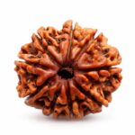 9 Mukhi Rudraksha